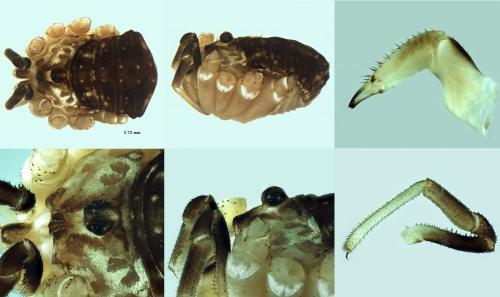 Réf. 219 658 : Leiobunum gracile